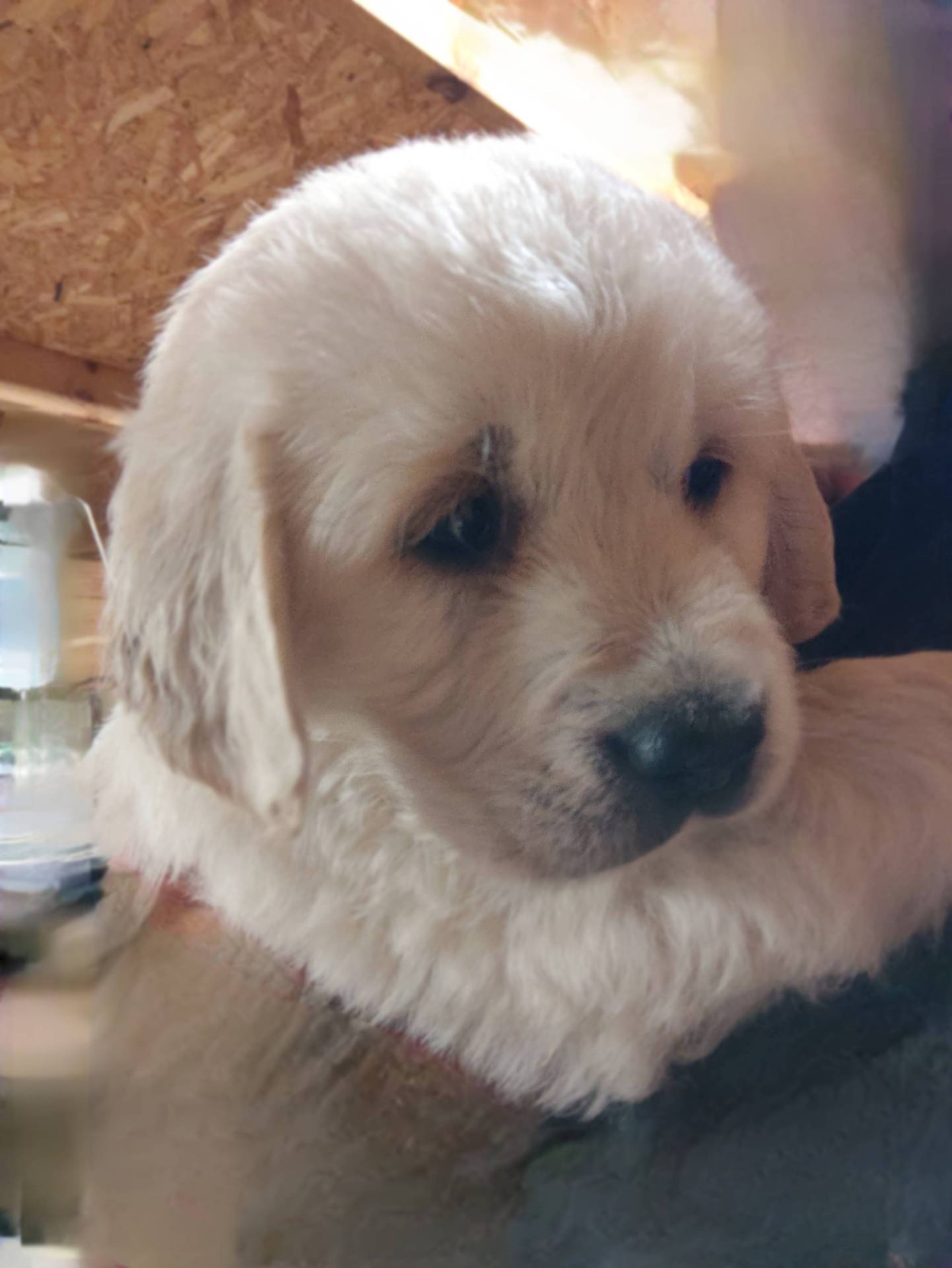 Golden retriever  quatrième