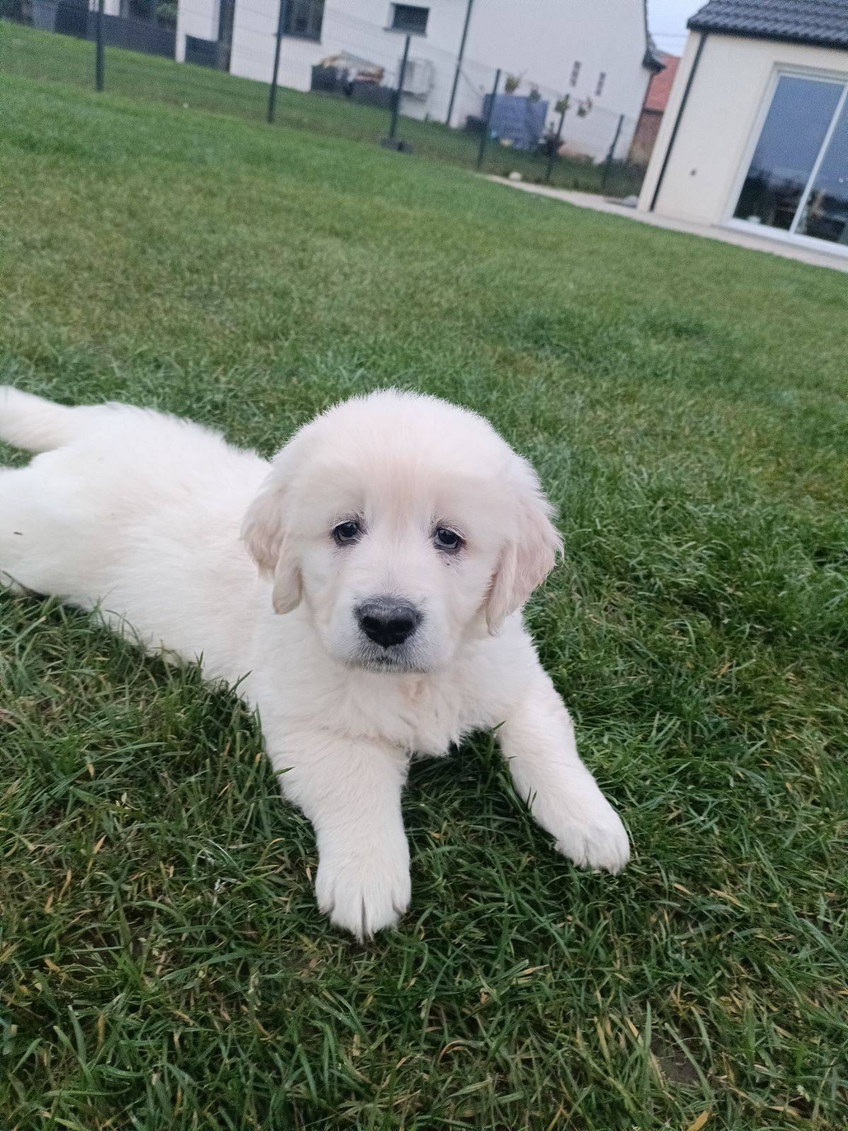 Golden retriever  septième