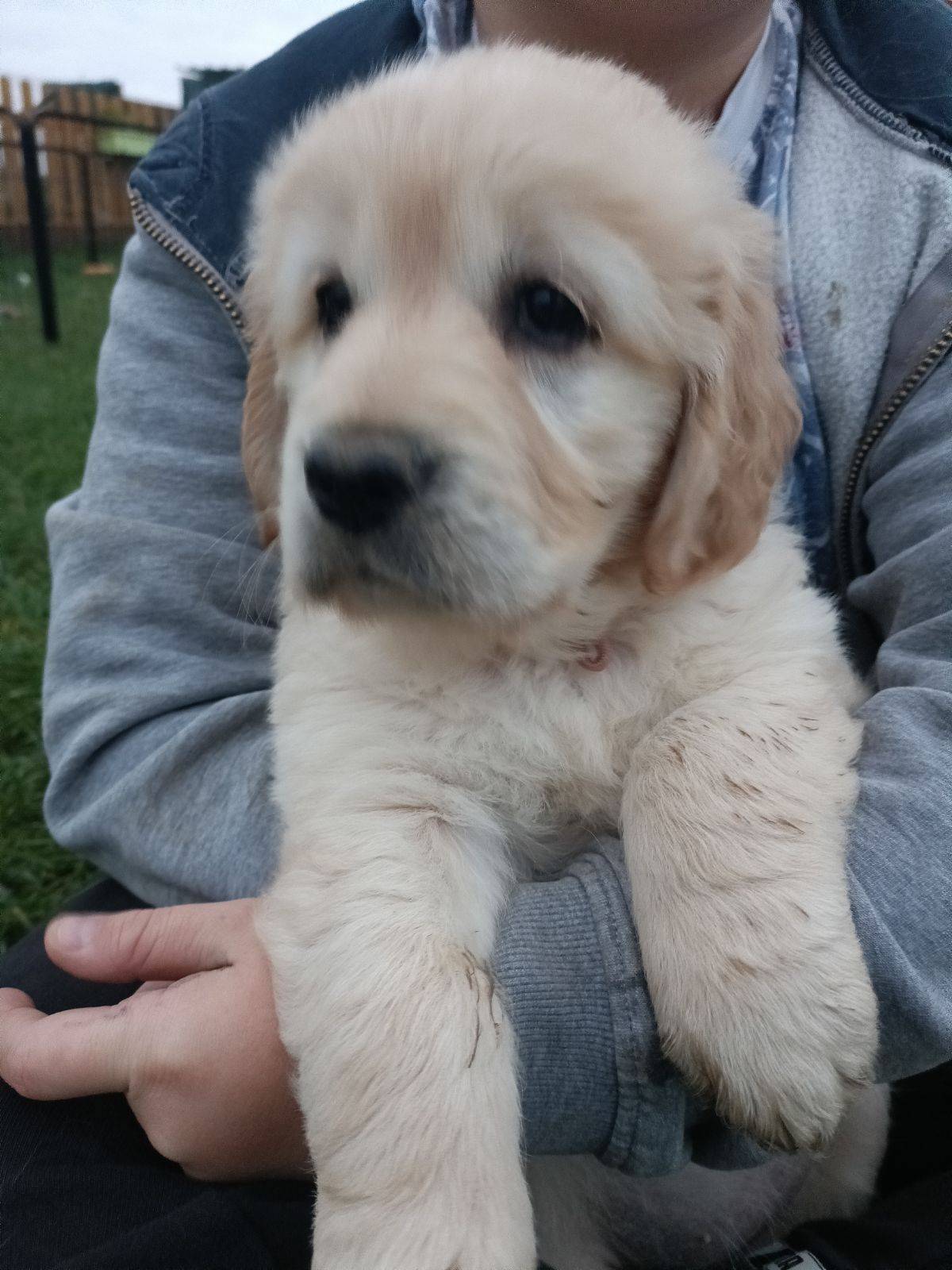 Golden retriever  sixième