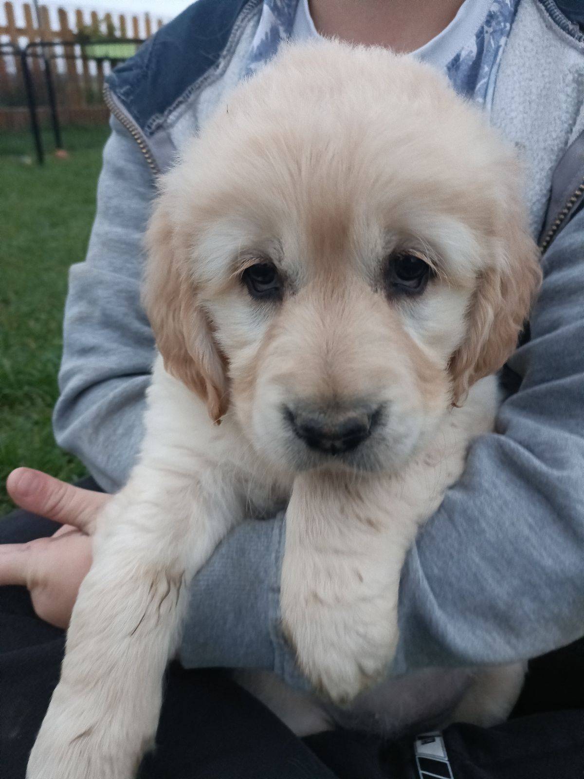 Golden retriever  huitième