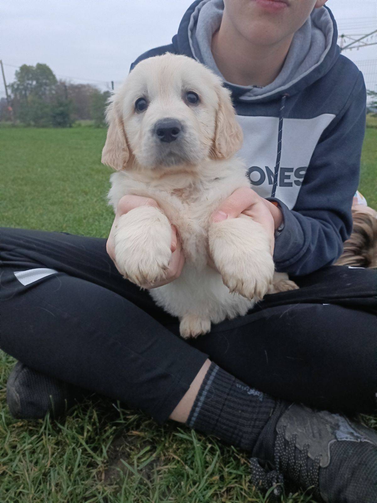 Golden retriever  huitième