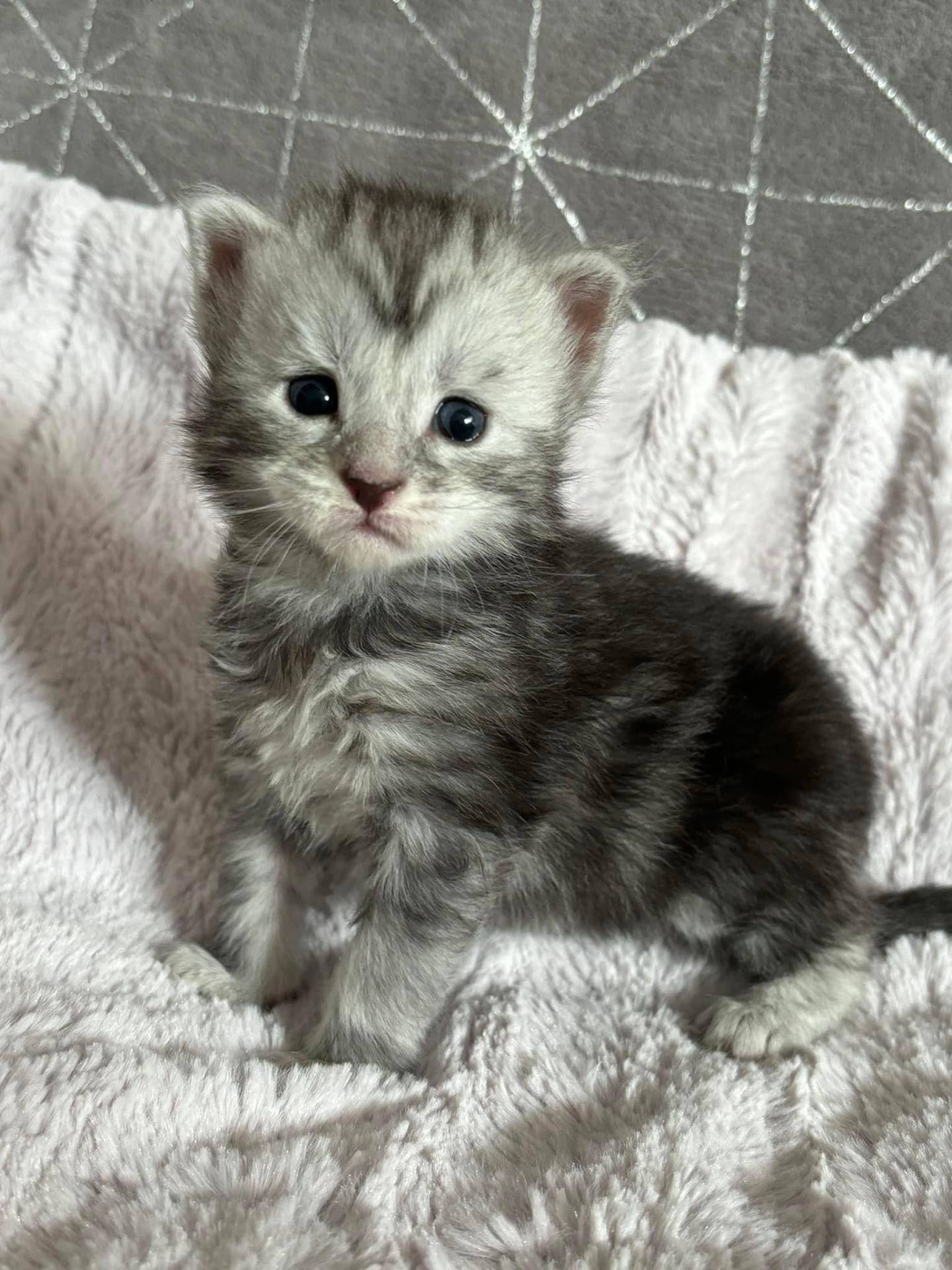 Chatons Maine coon  huitième