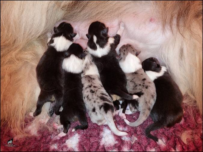 Chiot colley Lof sixième