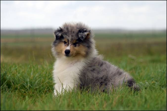 Chiot colley Lof cinquième
