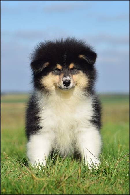 Chiot colley Lof première