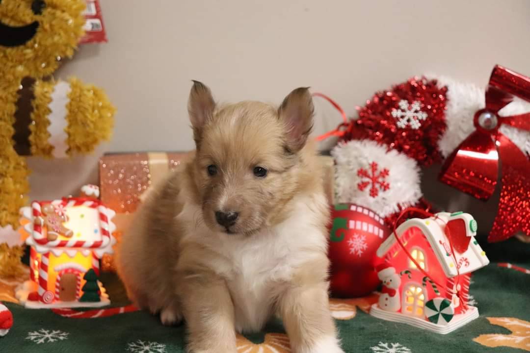 Berger des shetland  neuvième