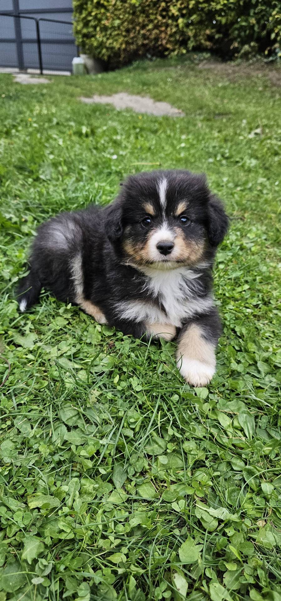 Chiots Berger Américain Miniatures  neuvième