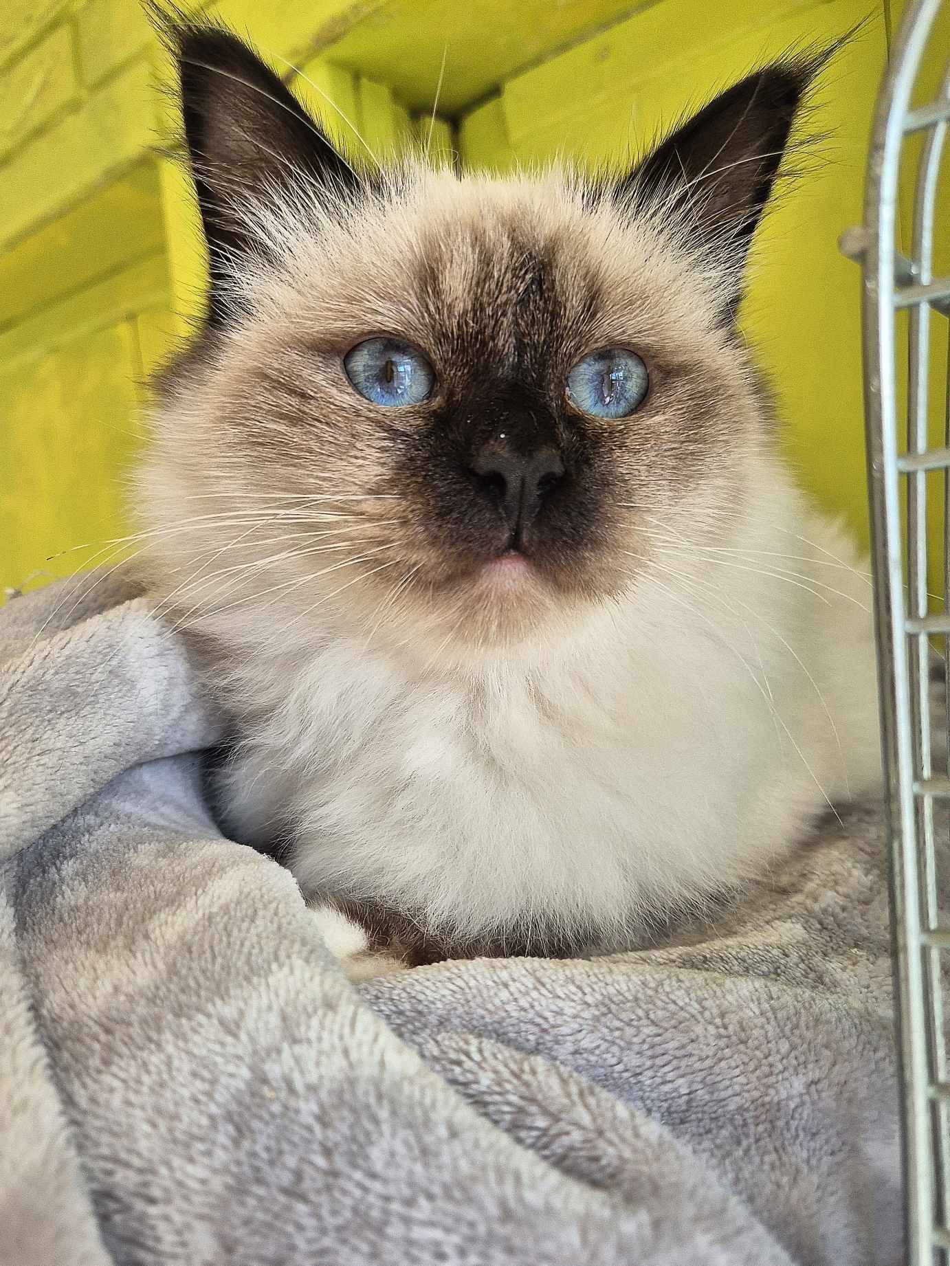 Sacré de Birmanie Loof  deuxième