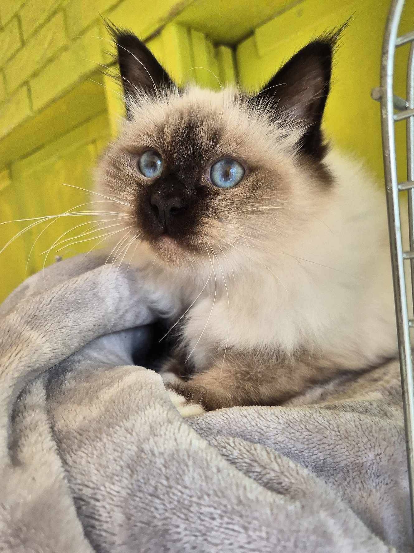 Sacré de Birmanie Loof  sixième