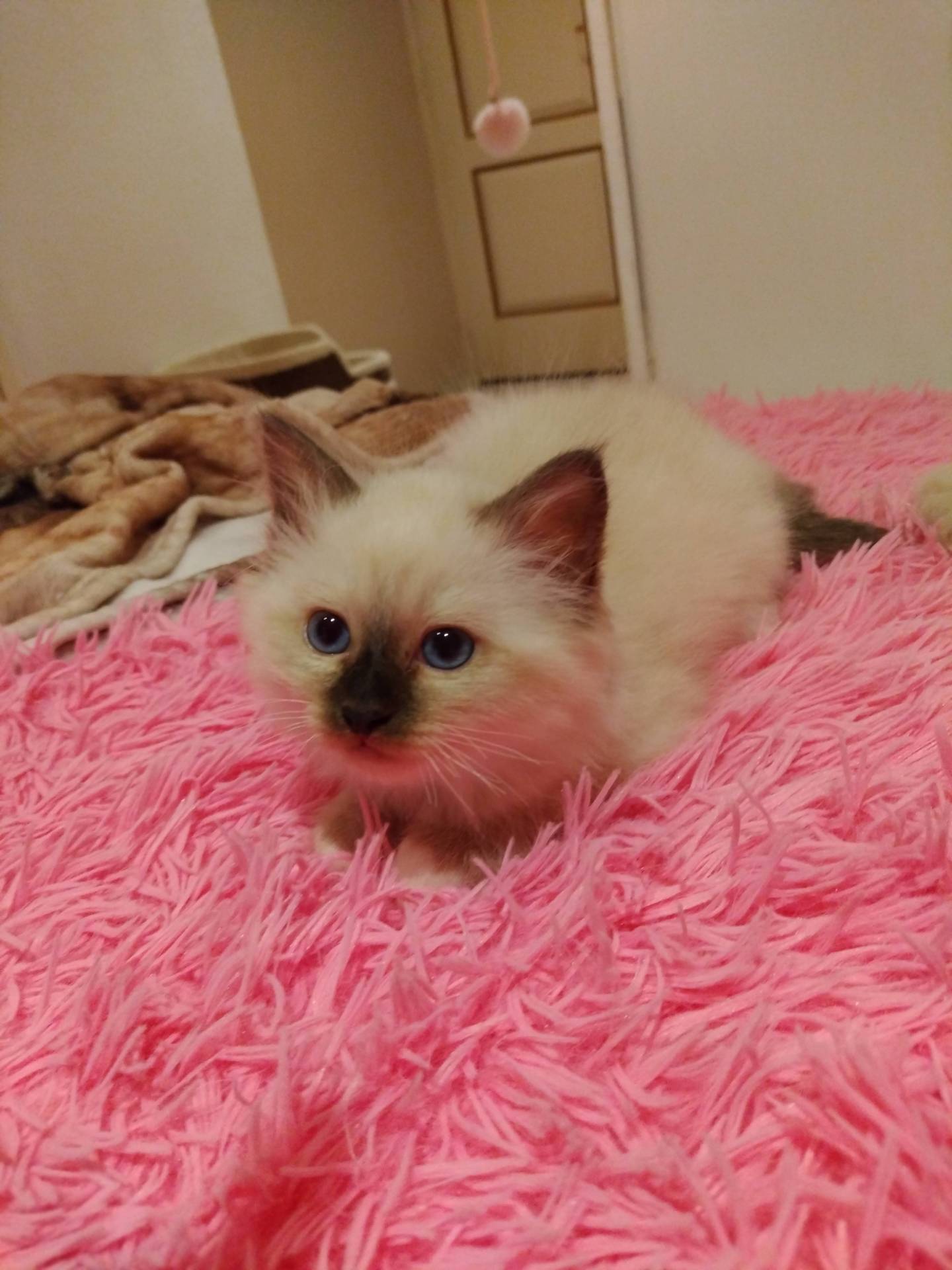 Chatons disponibles a la réservation  première