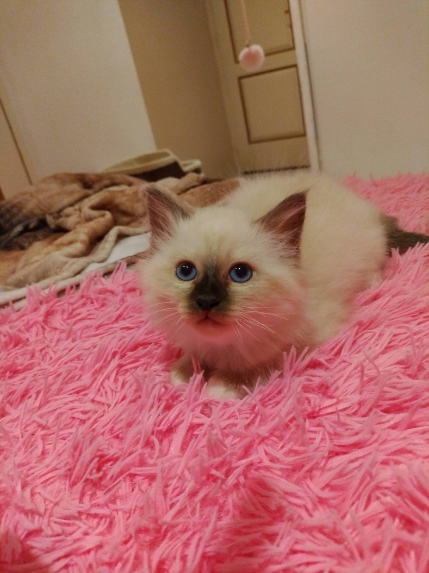 Chatons disponibles a la réservation  septième
