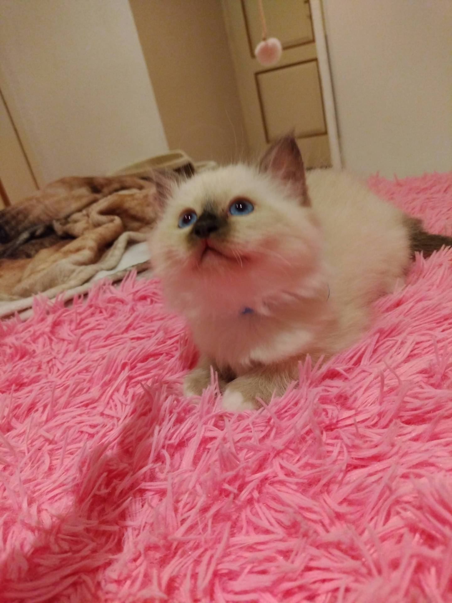 Chatons disponibles a la réservation  septième
