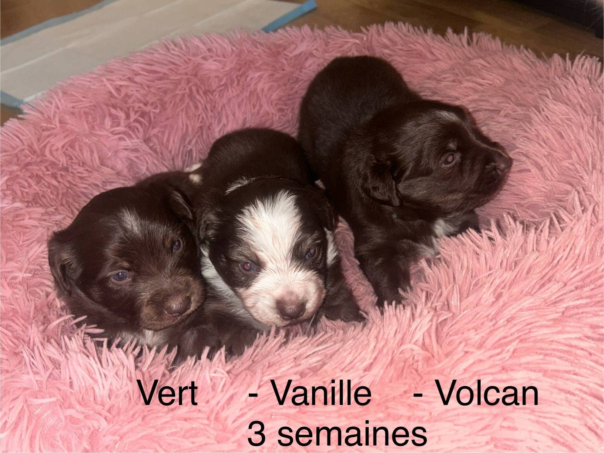 Chiot berger américain miniature disponible à la réservation  sixième