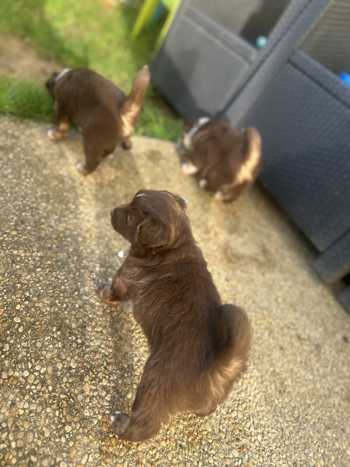 Chiot berger américain miniature disponible à la réservation  première
