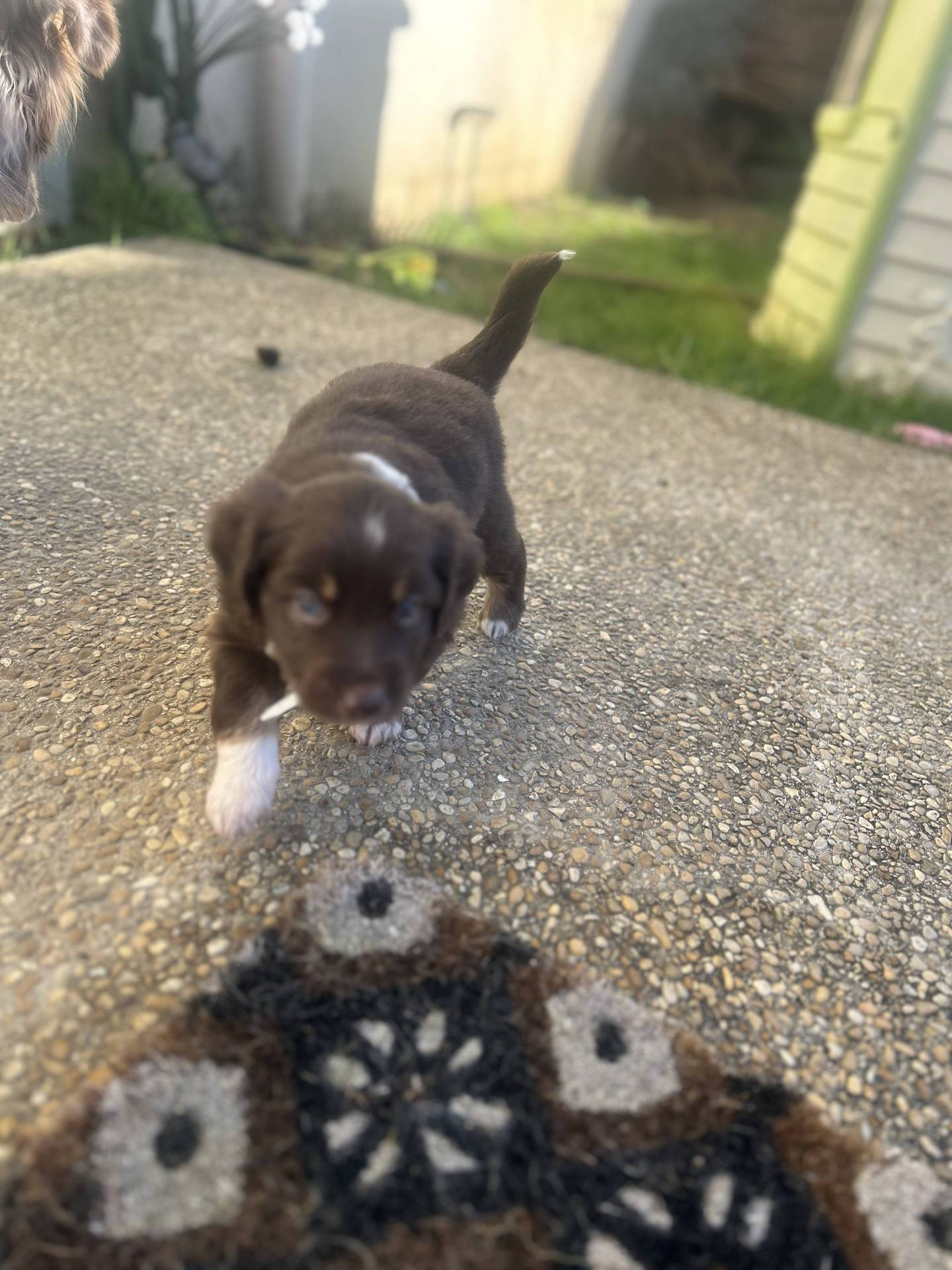 Chiot berger américain miniature disponible à la réservation  quatrième