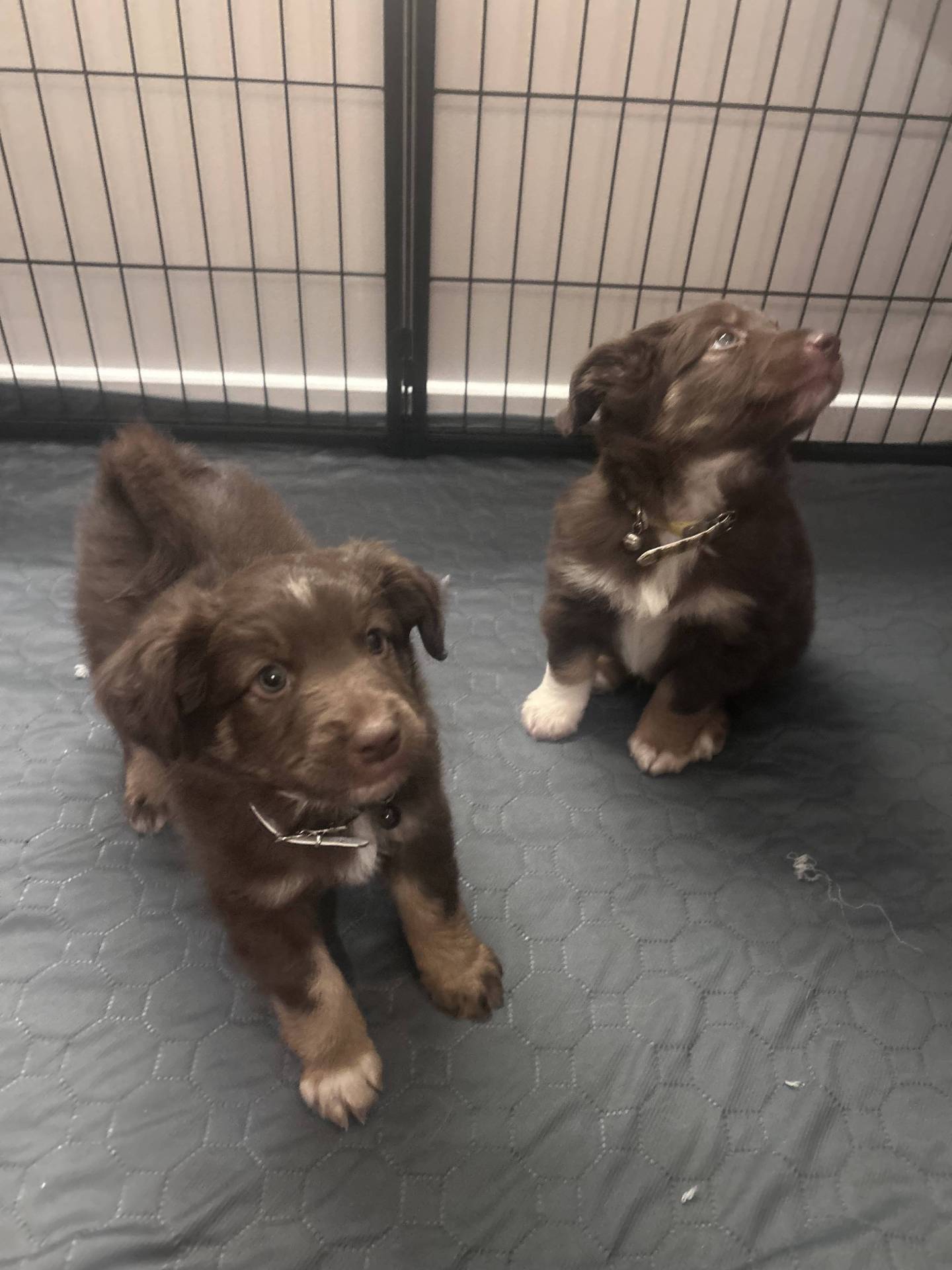 Chiot berger américain miniature disponible à la réservation  septième