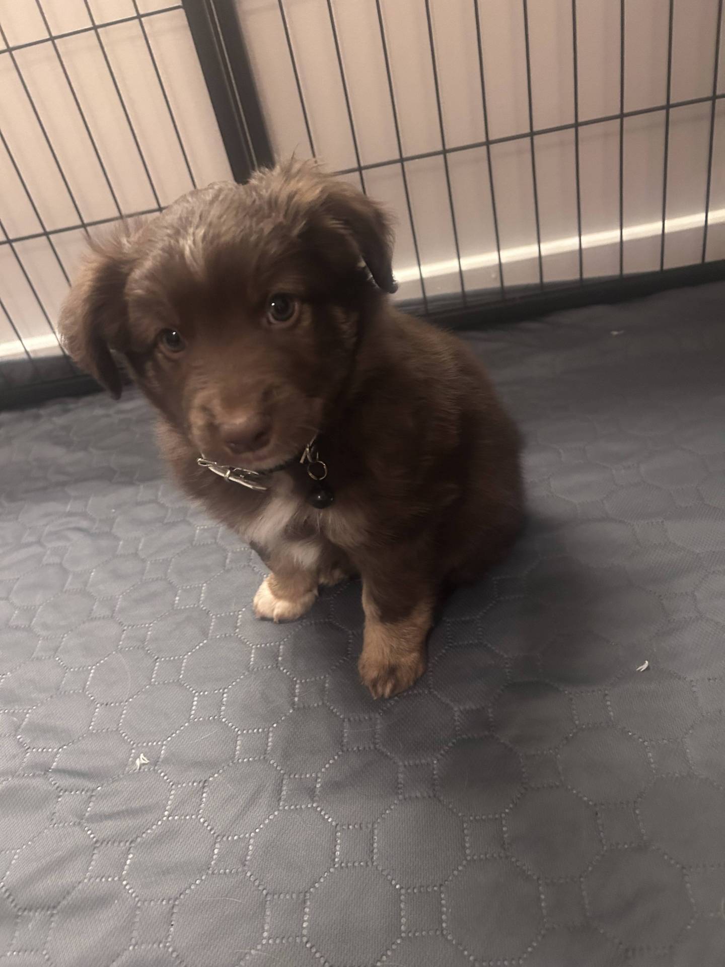 Chiot berger américain miniature disponible à la réservation  deuxième