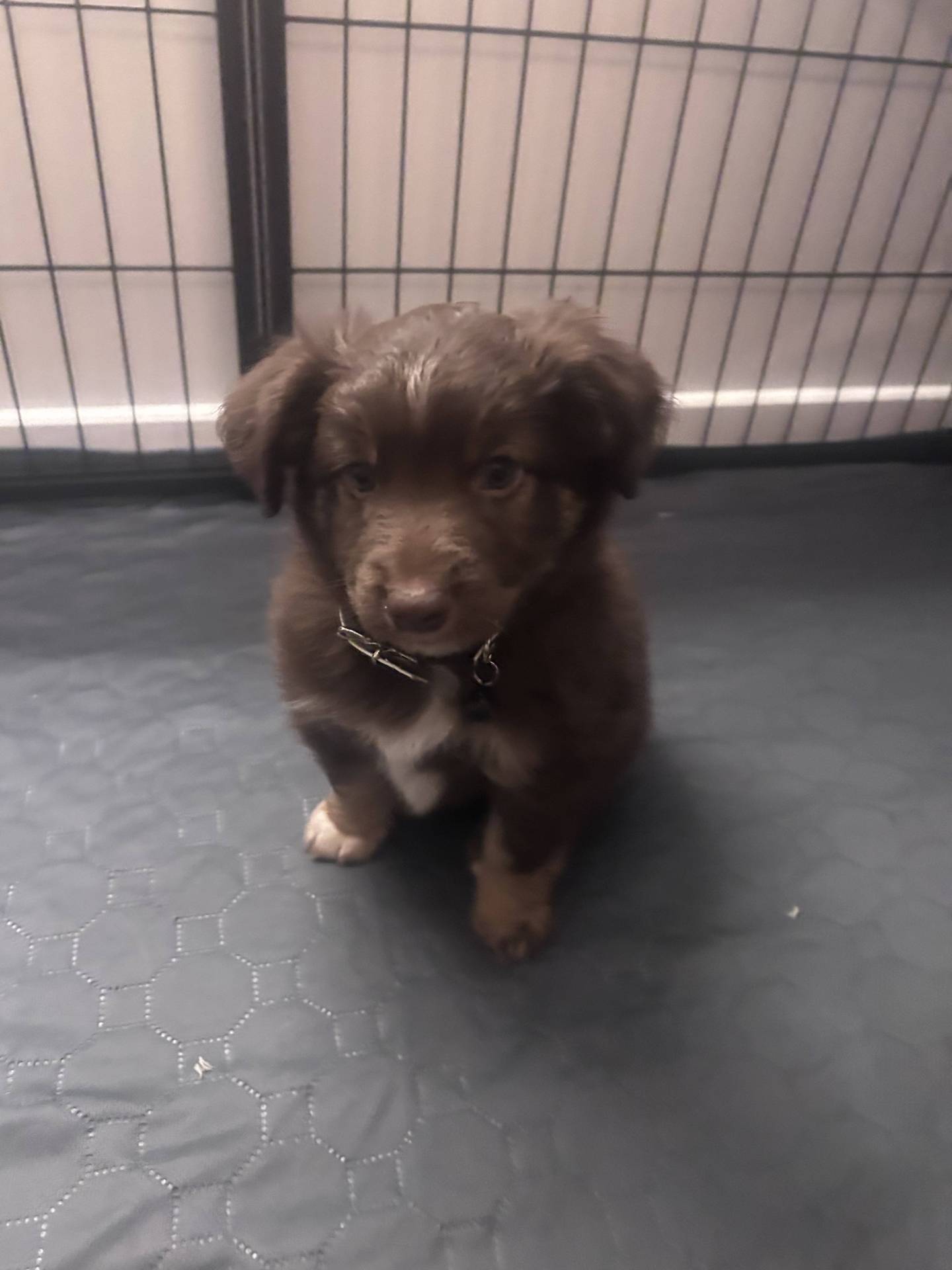 Chiot berger américain miniature disponible à la réservation  troisième