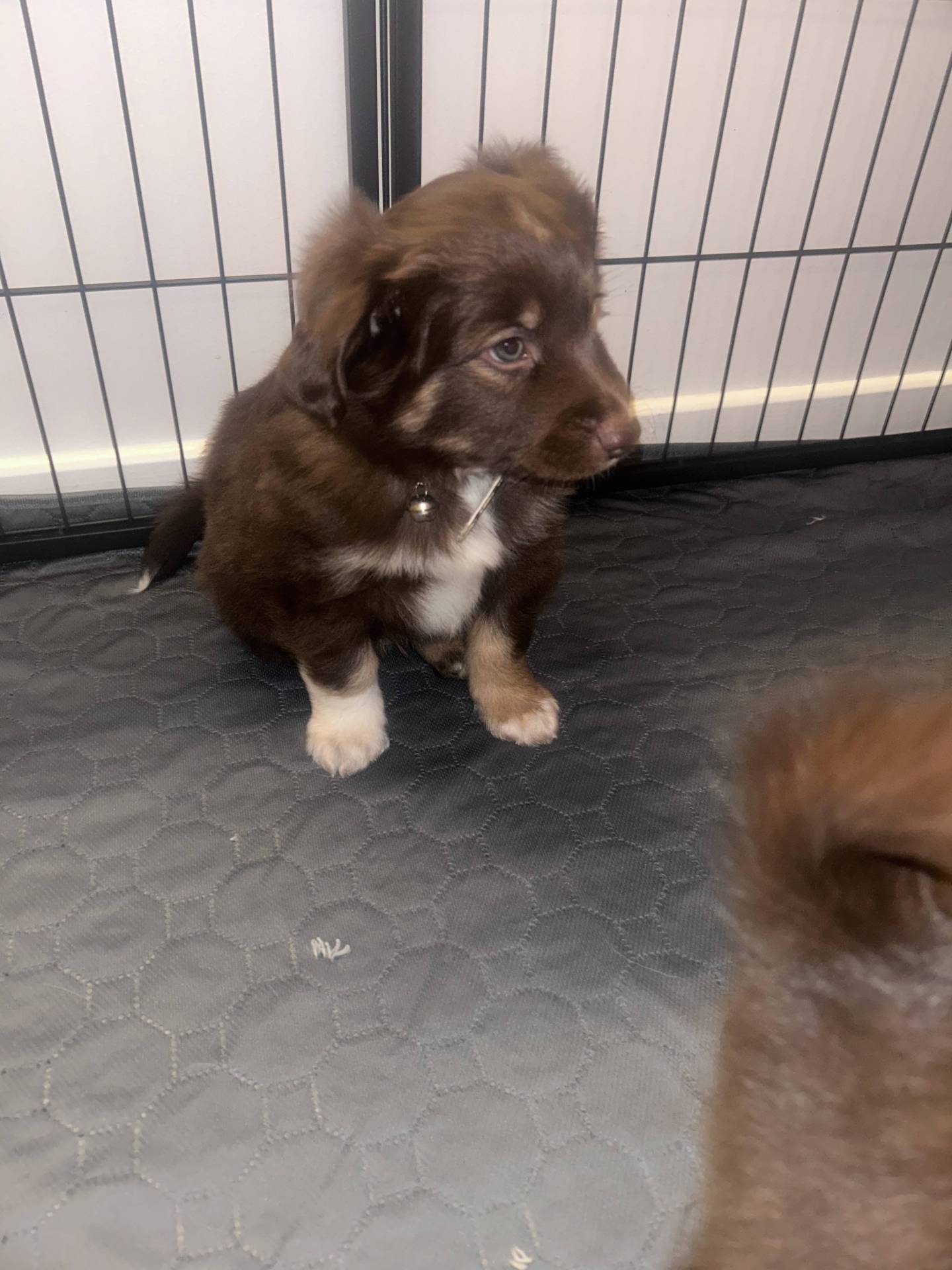 Chiot berger américain miniature disponible à la réservation  cinquième