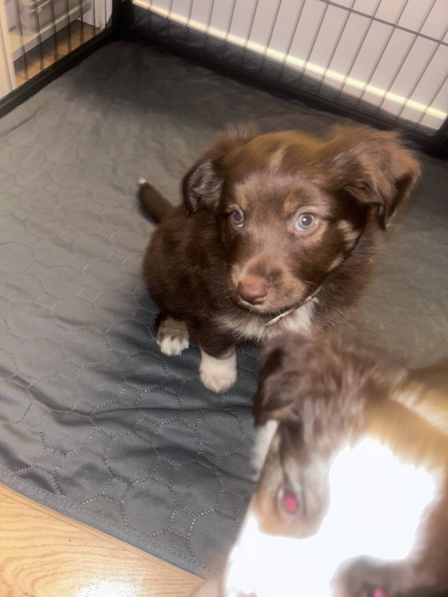 Chiot berger américain miniature disponible à la réservation  première