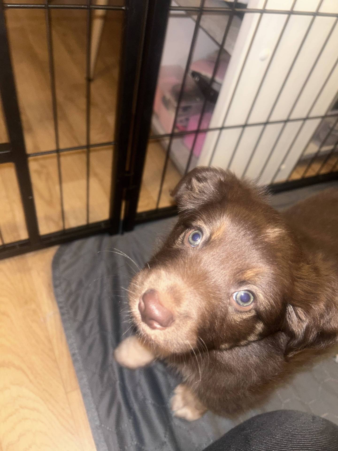 Chiot berger américain miniature disponible à la réservation  septième