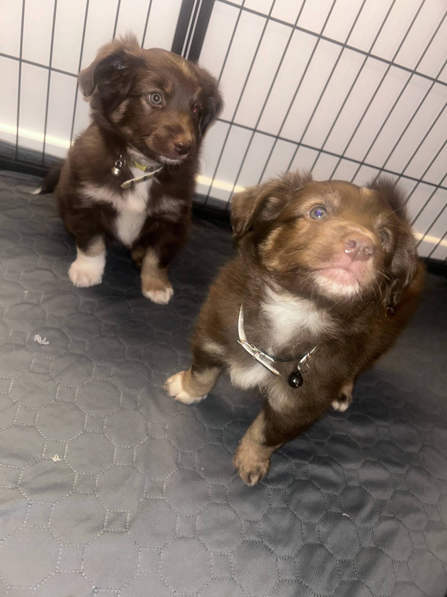 Chiot berger américain miniature disponible à la réservation  troisième
