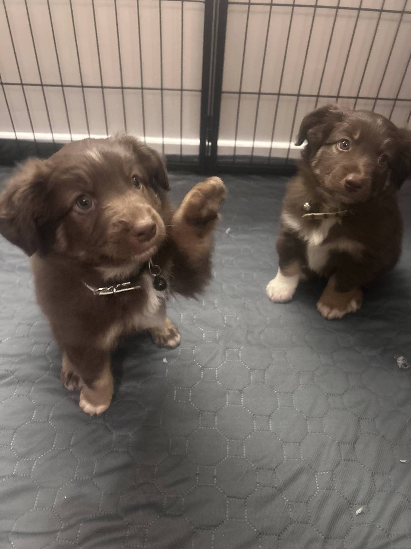 Chiot berger américain miniature disponible à la réservation  septième
