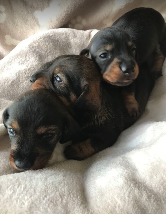 Chiots teckels poil dur taille nain première