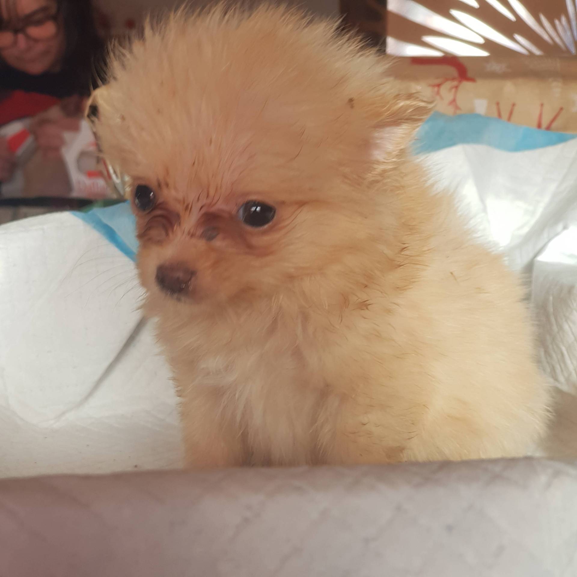 Spitz à réservé deuxième