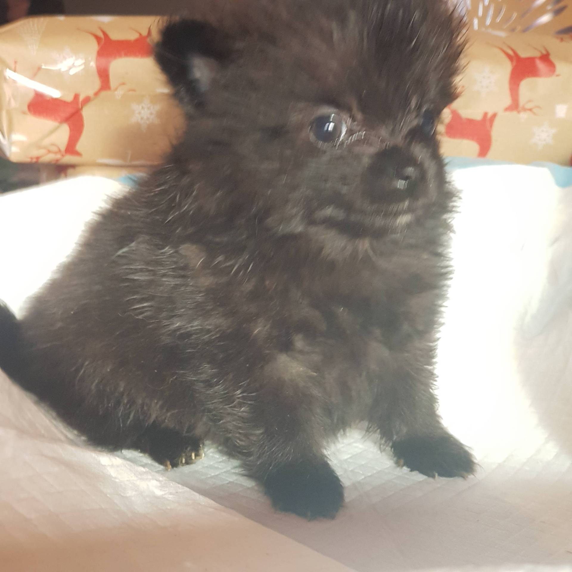 Spitz à réservé cinquième