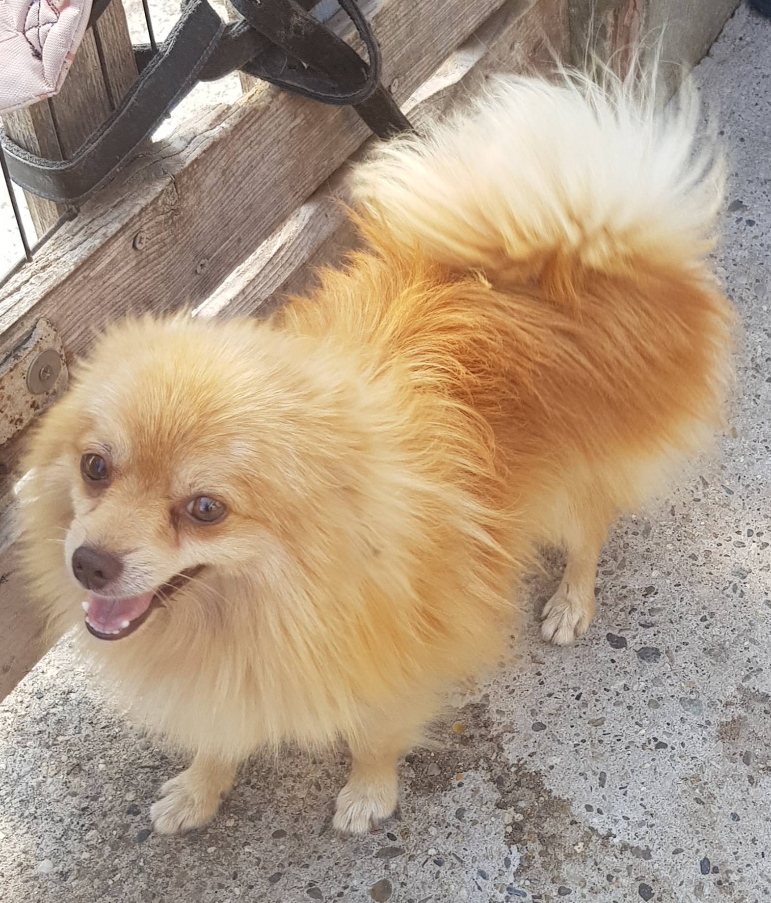 Spitz à réservé quatrième