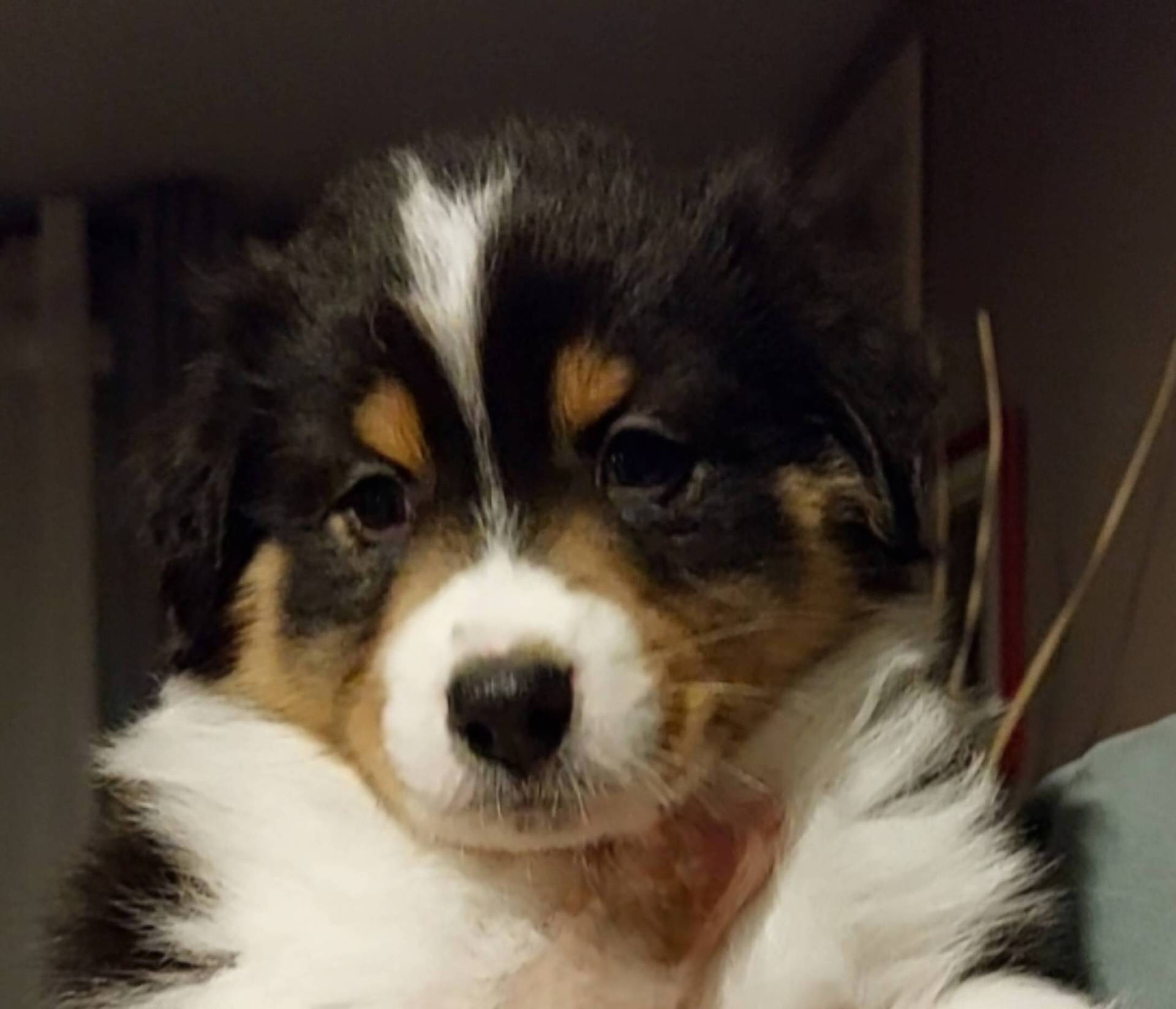 A vendre Chiots berger Australien tricolores noires et rouges sixième