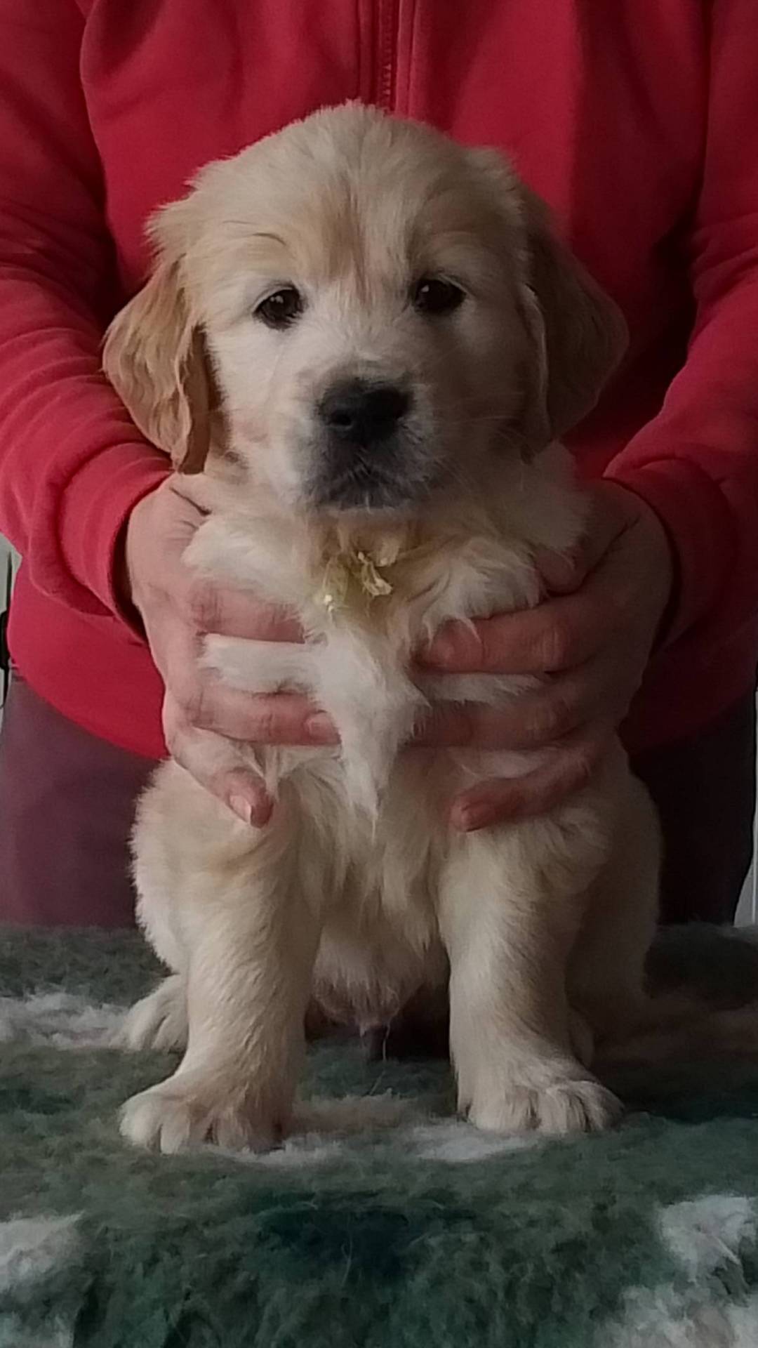 Chiots golden retrievers  première