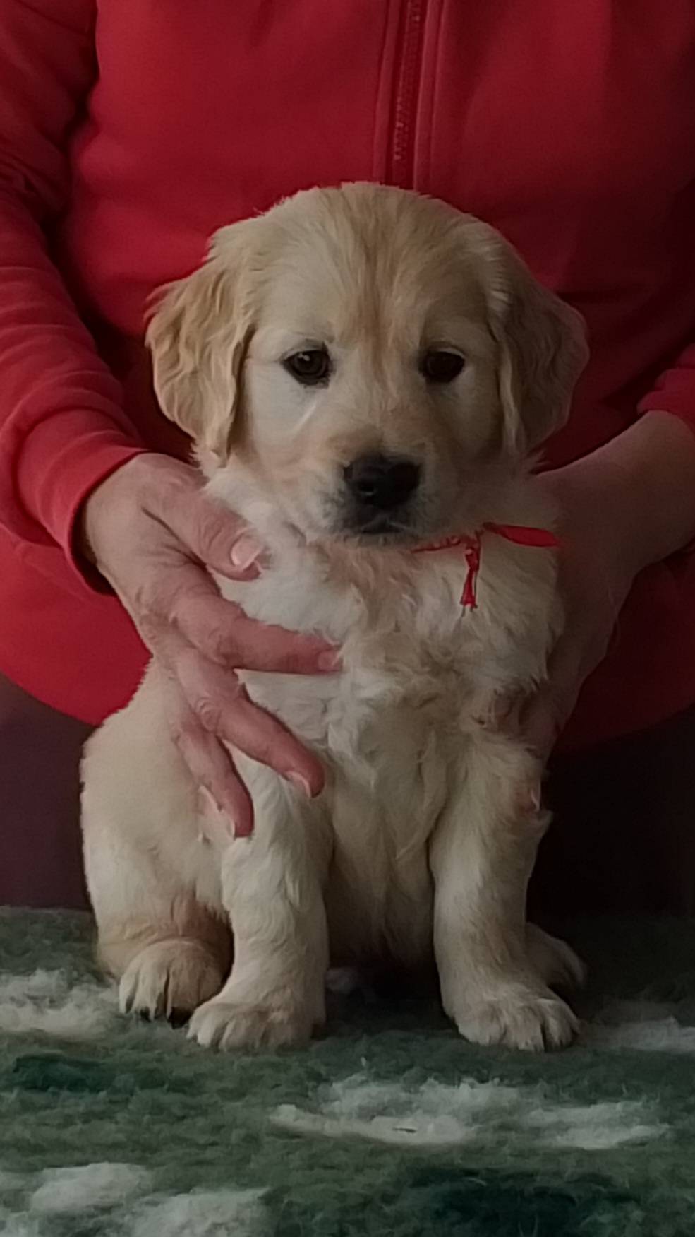 Chiots golden retrievers  troisième