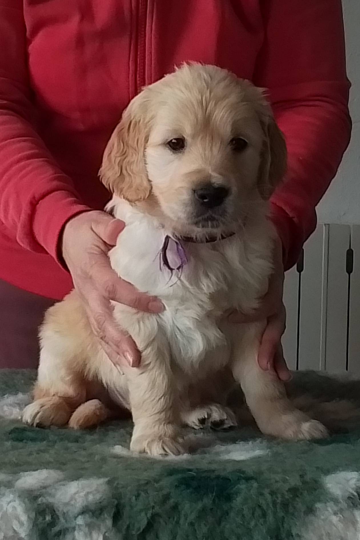 Chiots golden retrievers  deuxième