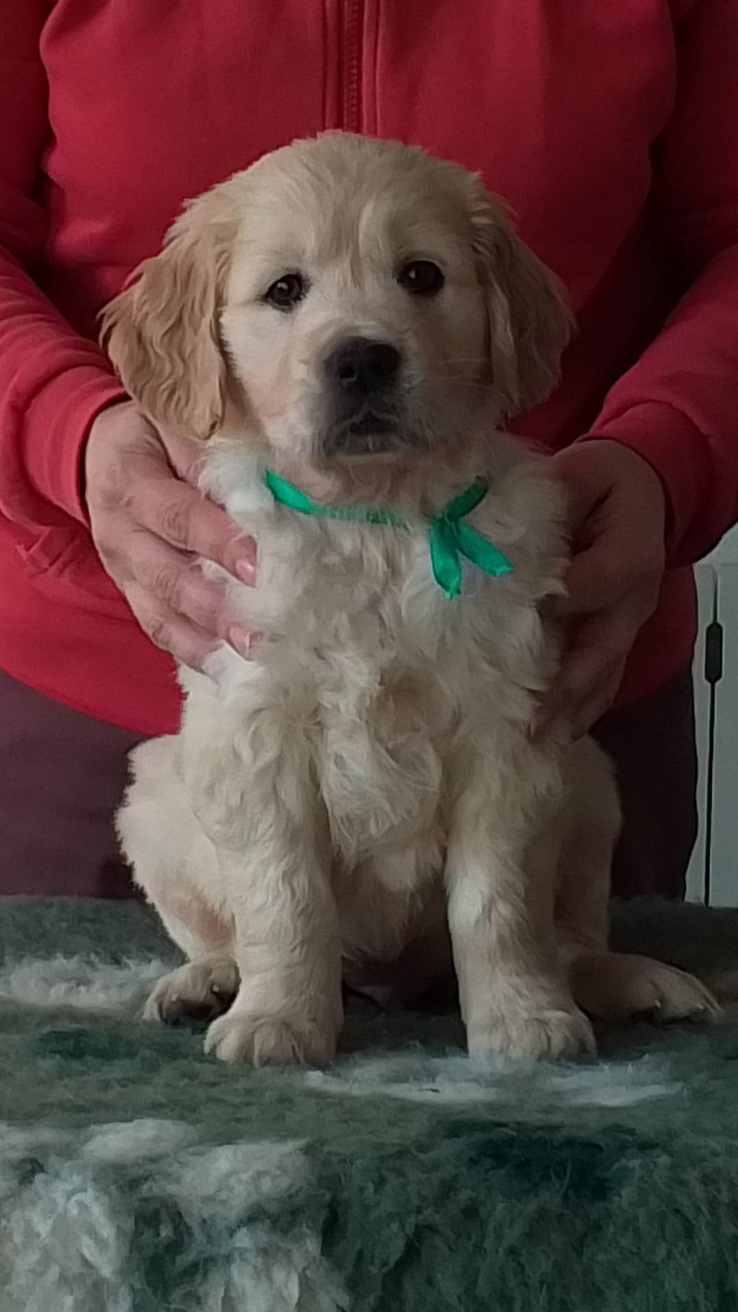 Chiots golden retrievers  première
