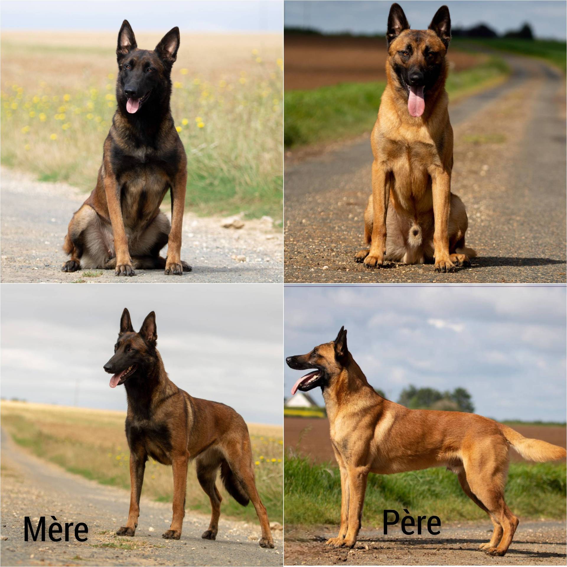  Mâles malinois Lof et Tervuren Lof (M & F) première