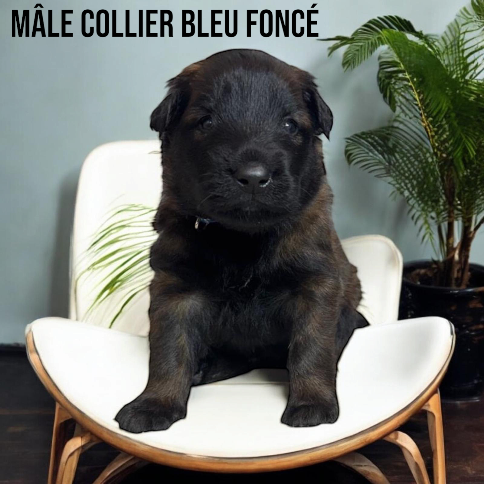  Mâles malinois Lof et Tervuren Lof (M & F) cinquième