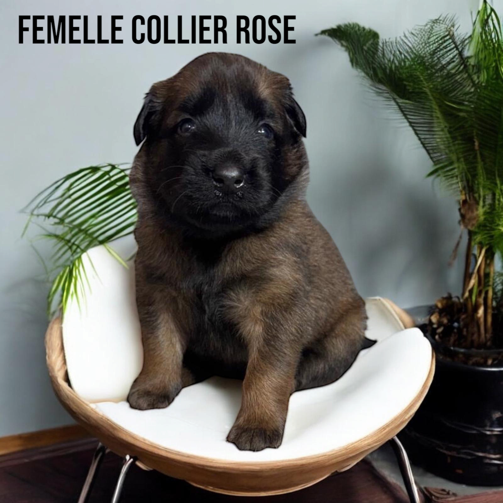  Mâles malinois Lof et Tervuren Lof (M & F) neuvième