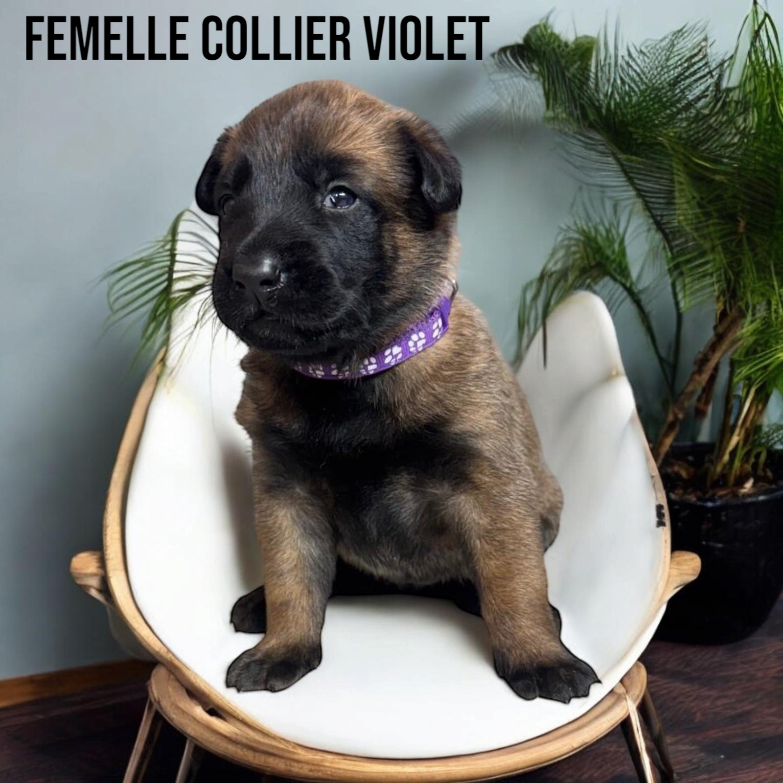  Mâles malinois Lof et Tervuren Lof (M & F) cinquième