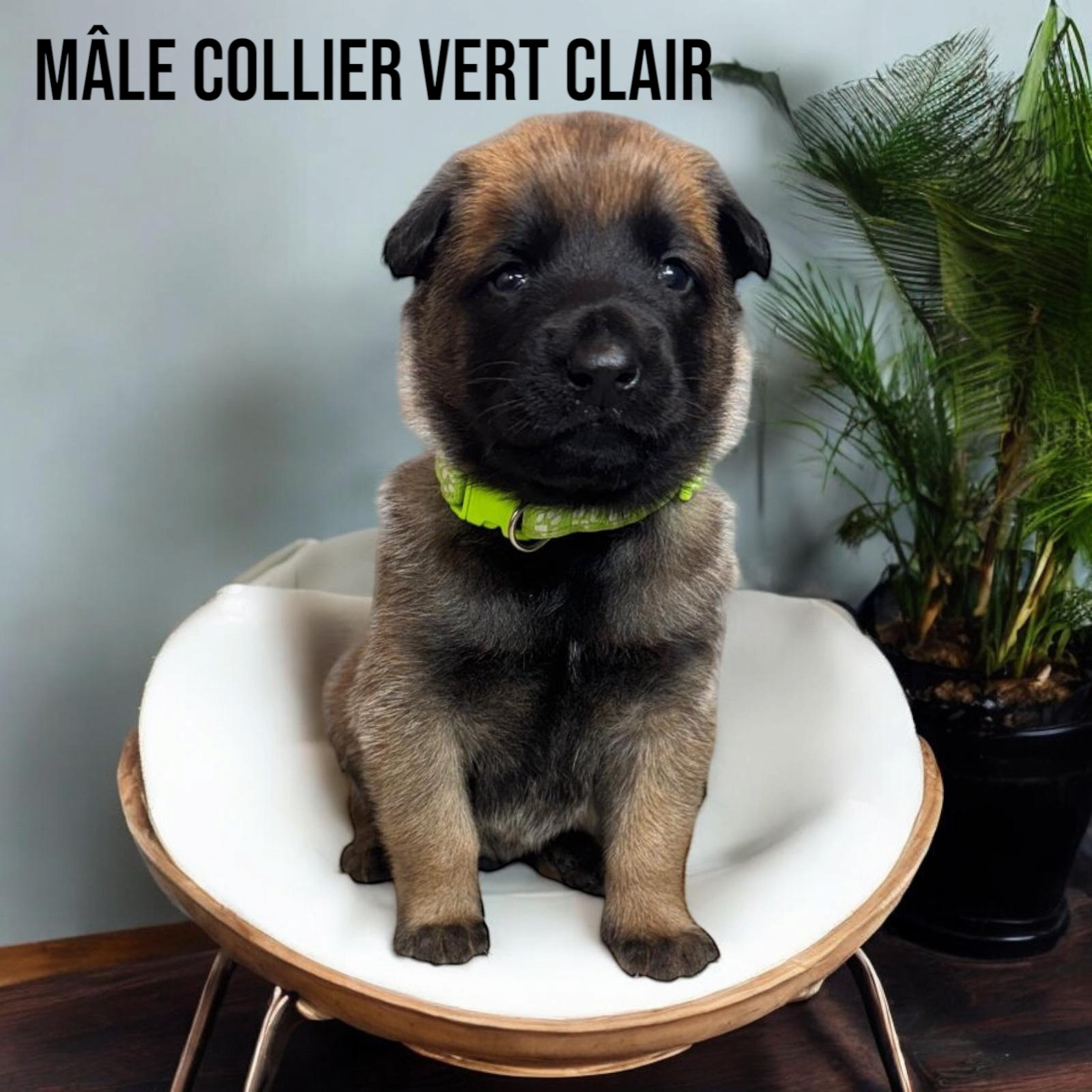  Mâles malinois Lof et Tervuren Lof (M & F) huitième