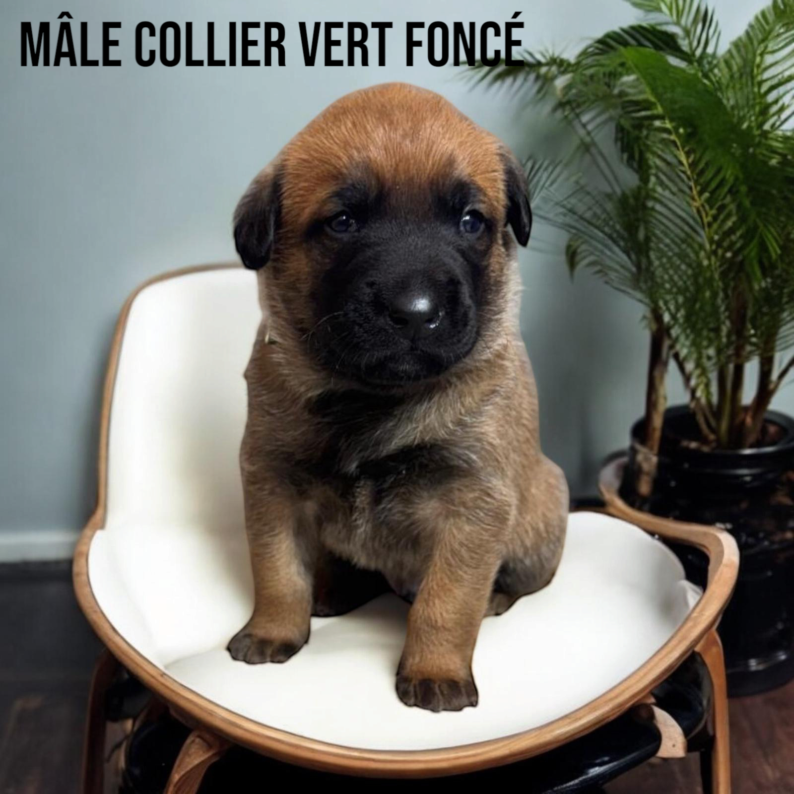 Mâles malinois Lof et Tervuren Lof (M & F) septième