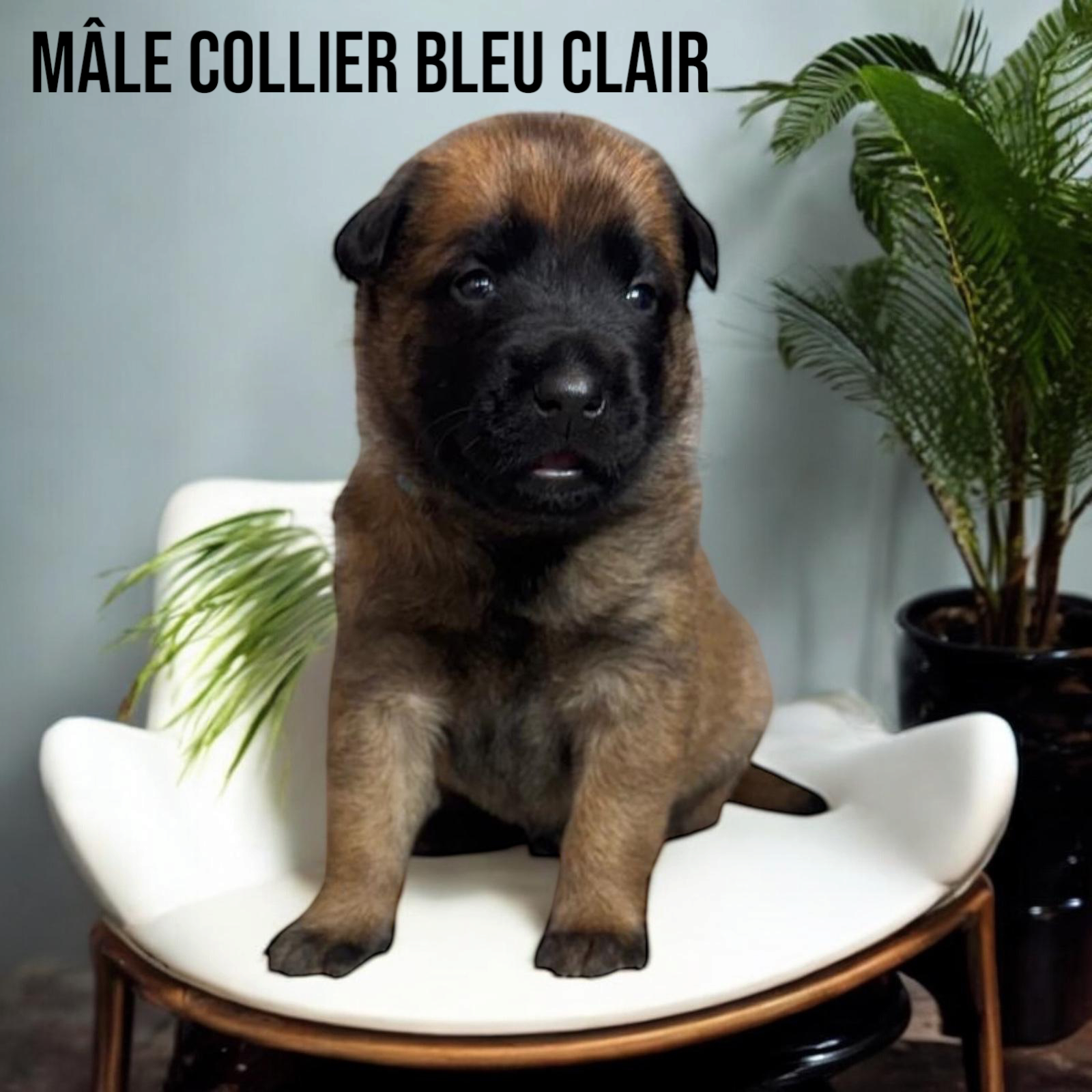  Mâles malinois Lof et Tervuren Lof (M & F) sixième