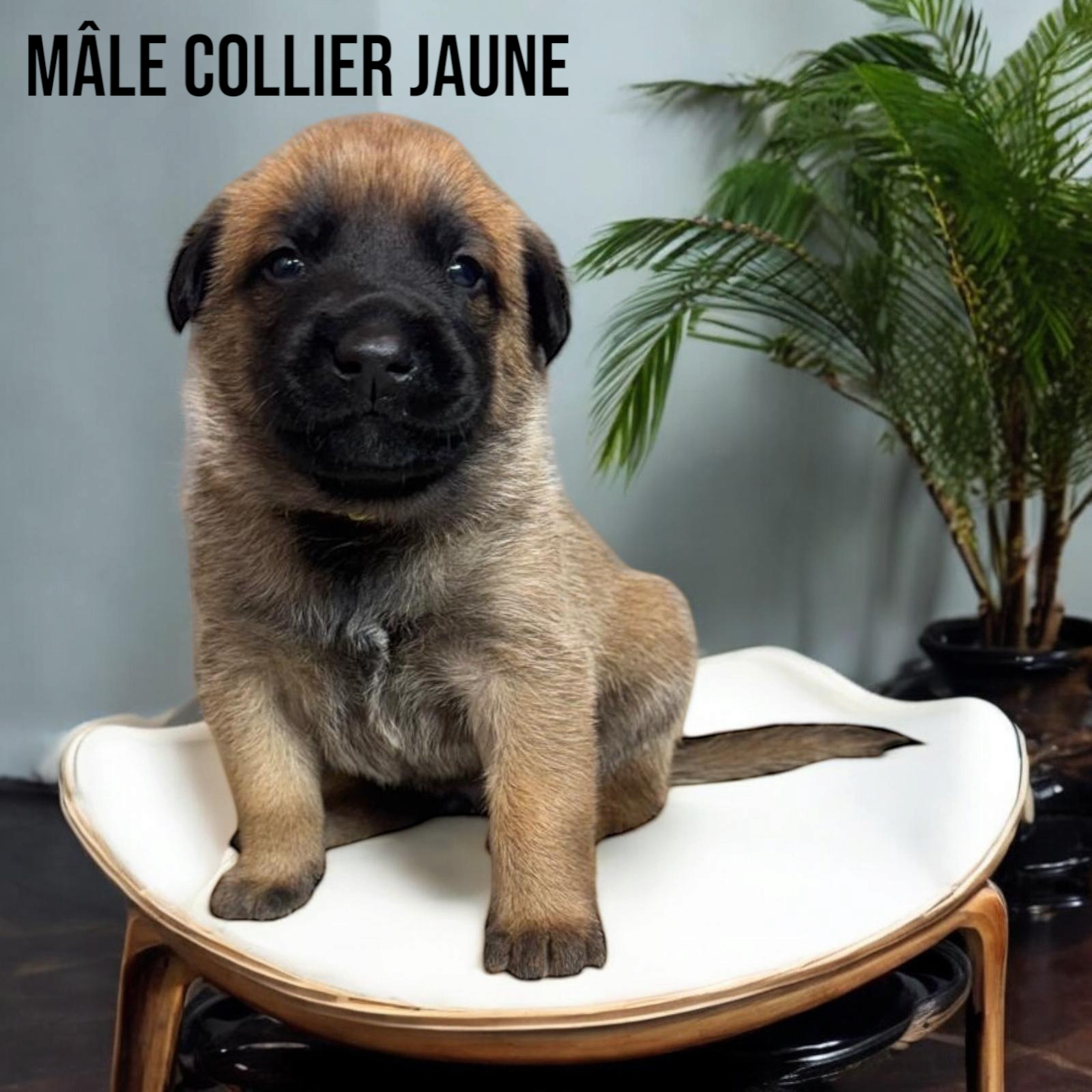  Mâles malinois Lof et Tervuren Lof (M & F) quatrième
