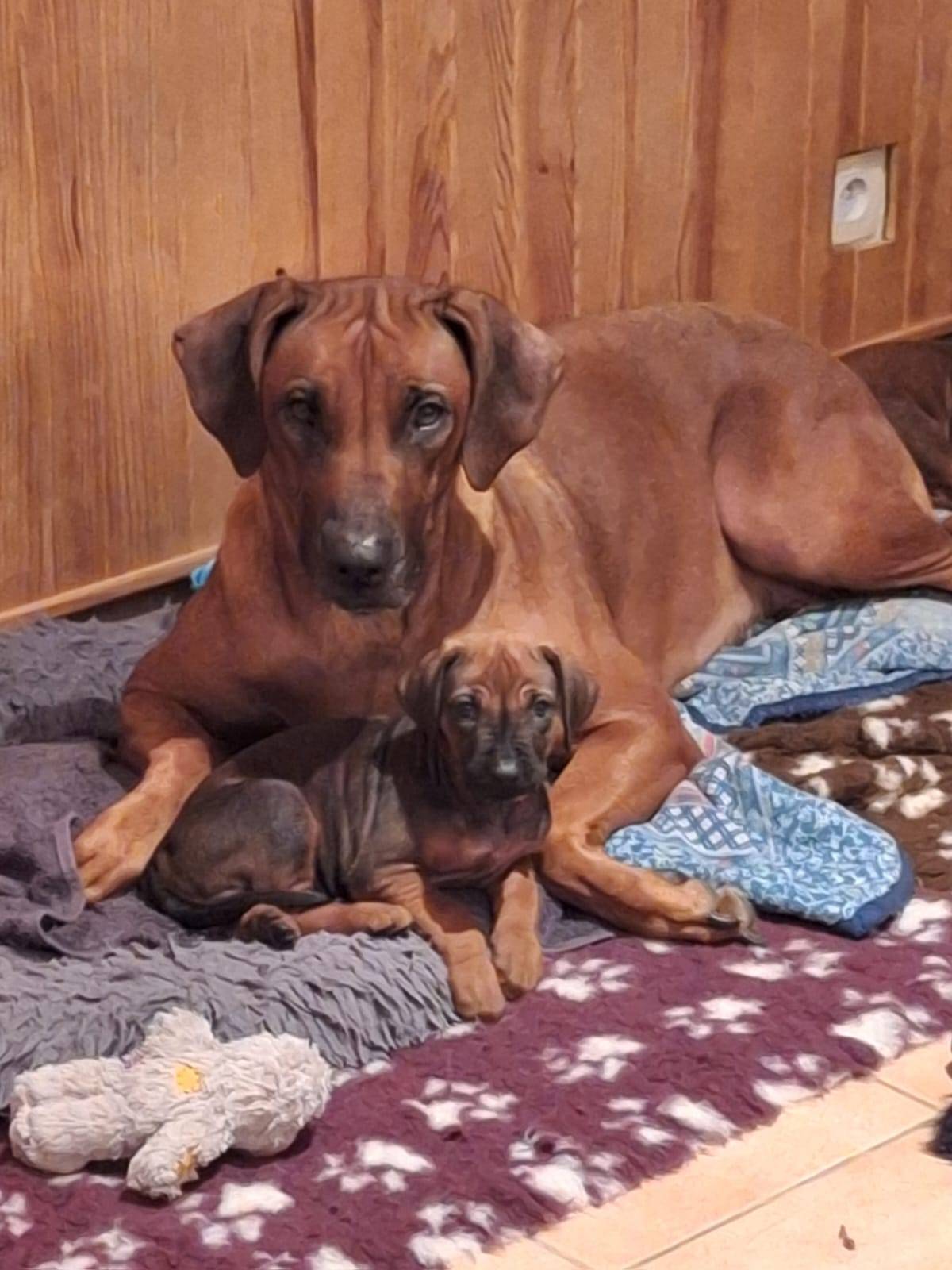 Chiots rhodesian ridgeback huitième