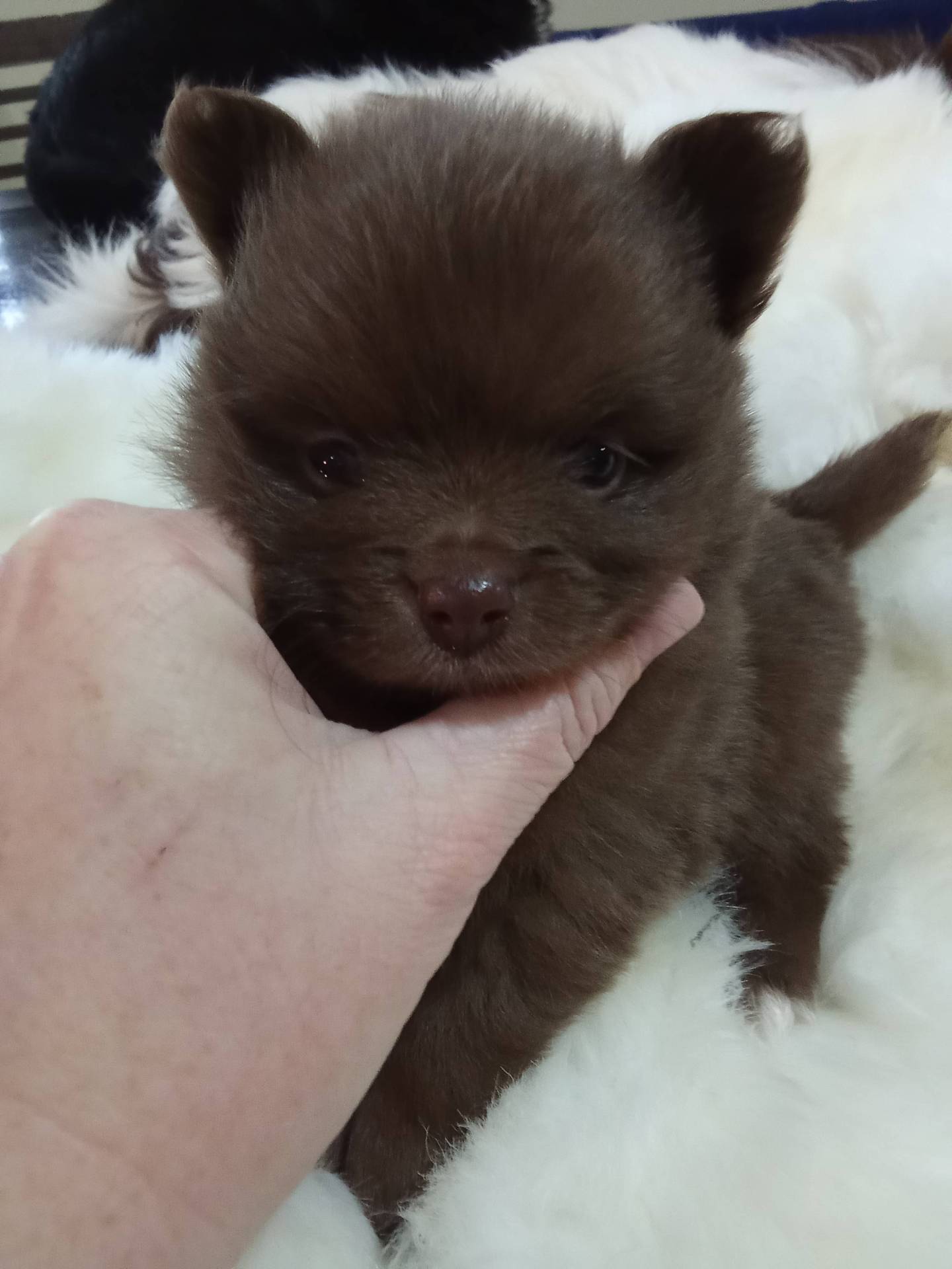 Adorable bébé spitz naine chocolat  première