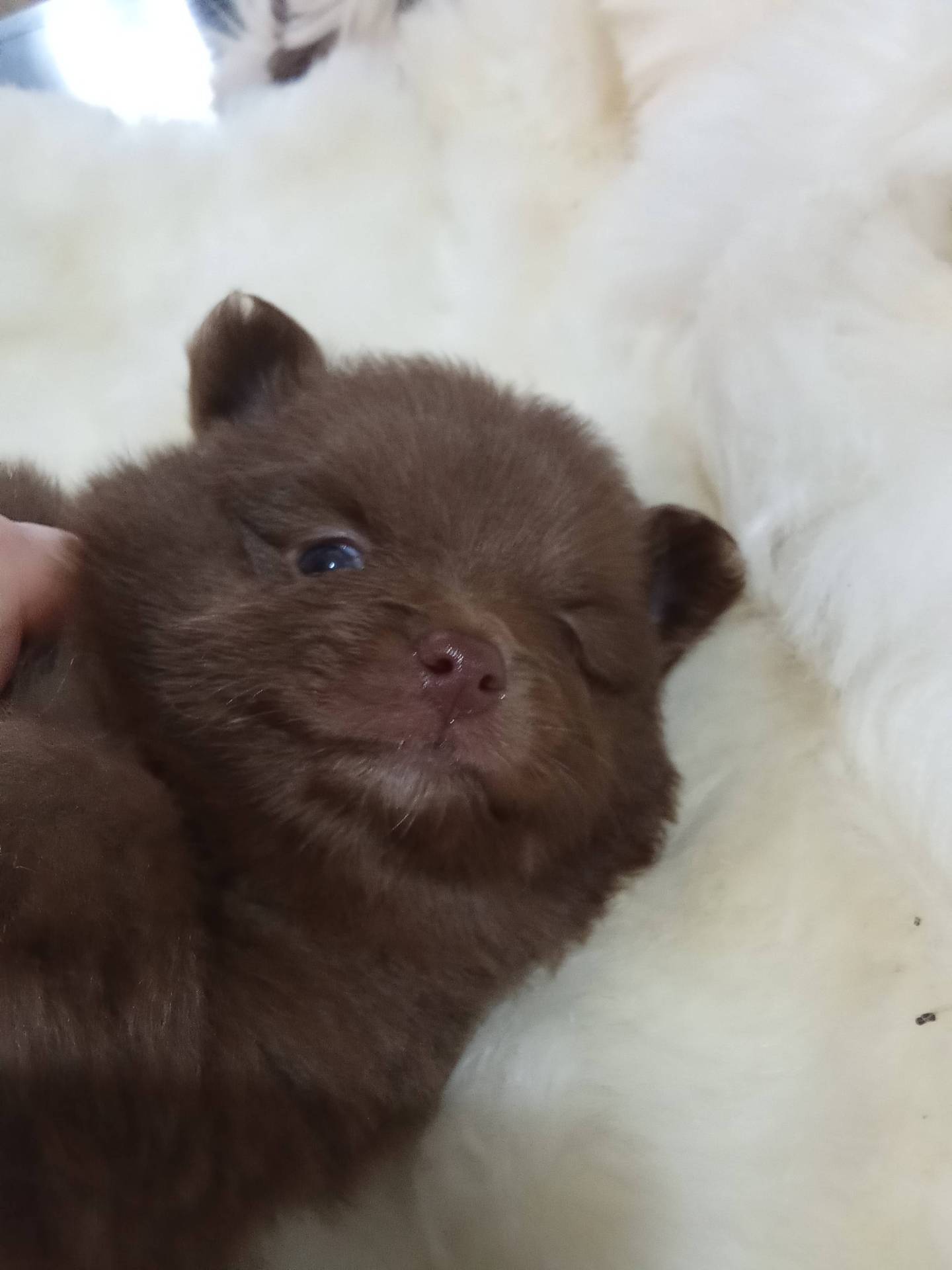 Adorable bébé spitz naine chocolat  huitième