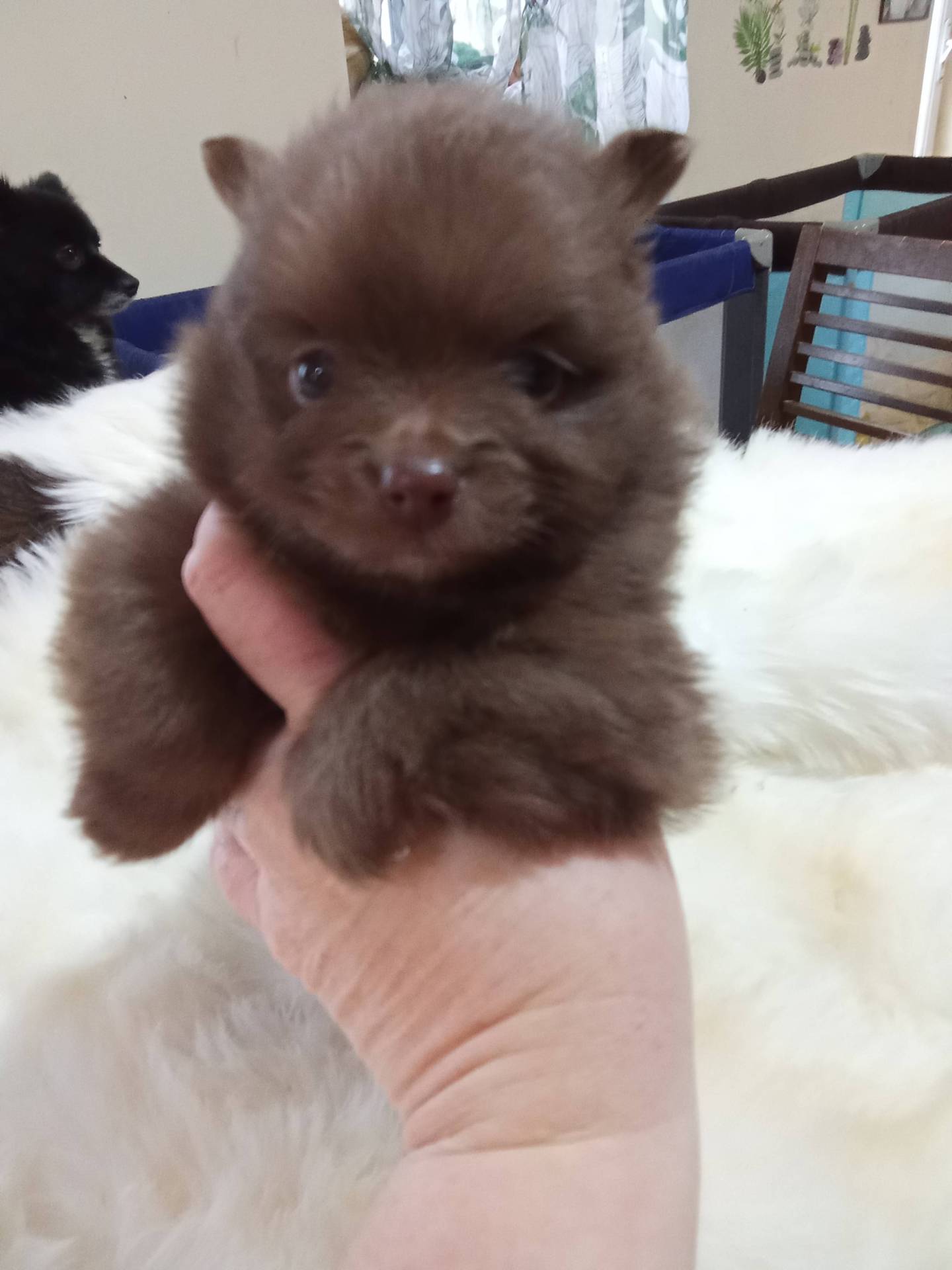 Adorable bébé spitz naine chocolat  huitième