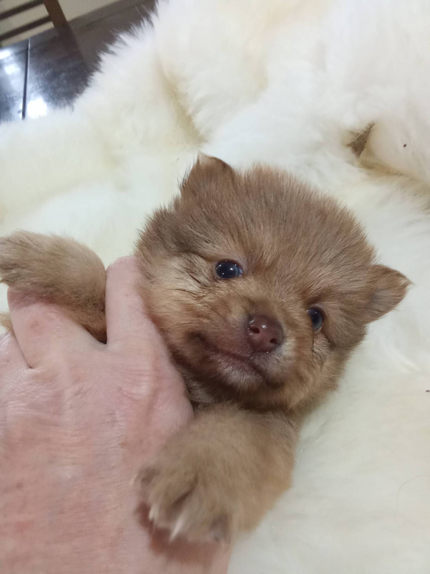 Adorable bébé spitz nain  quatrième