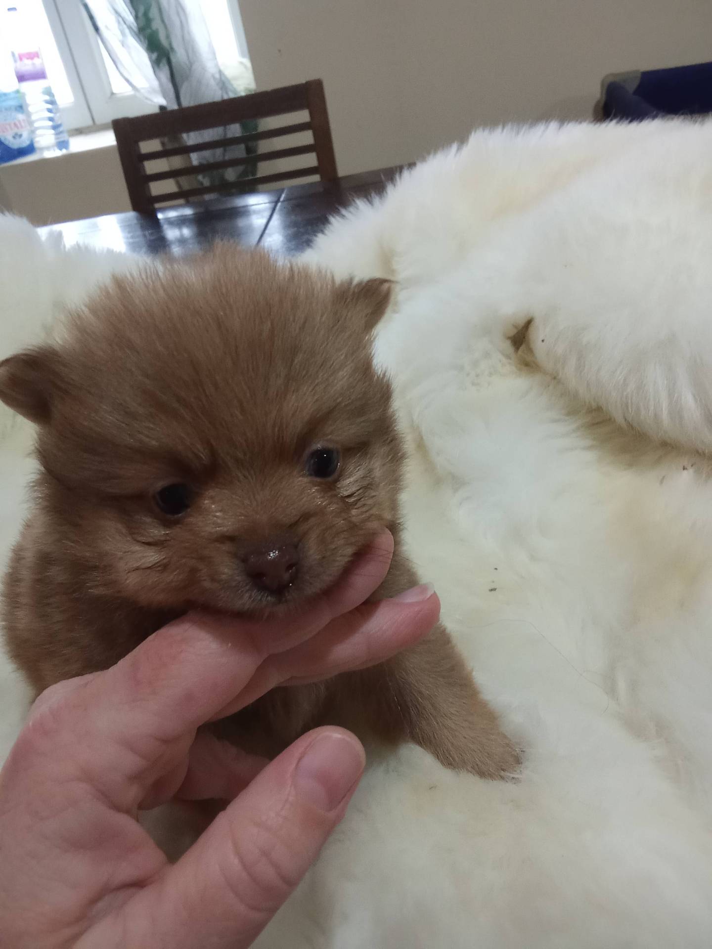 Adorable bébé spitz nain  première